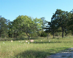 A rural Travis County Cemetery